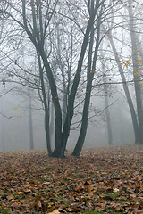 Image showing Fog in autumn season