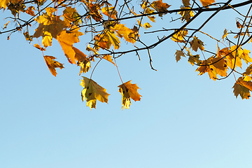 Image showing colorful maple leaves