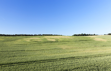 Image showing agricultural field with green