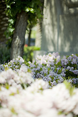 Image showing flowers and tree