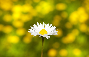 Image showing dandelion flower