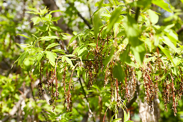 Image showing young maple seeds