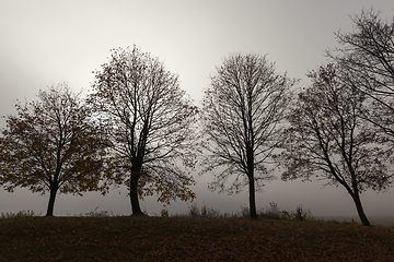 Image showing Row of trees