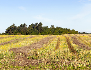 Image showing Golden stubble