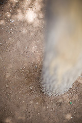 Image showing tree and the ground