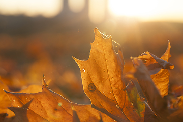 Image showing Yellow foliage, autumn