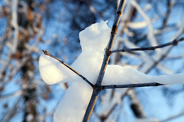 Image showing young forest in winter