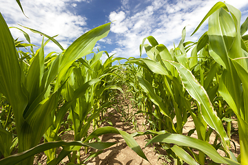 Image showing Field with corn