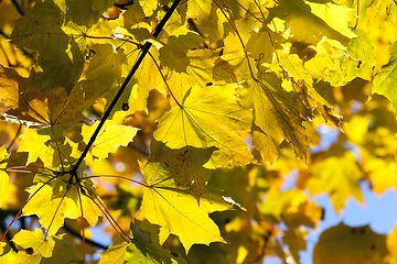 Image showing yellowed maple trees in autumn