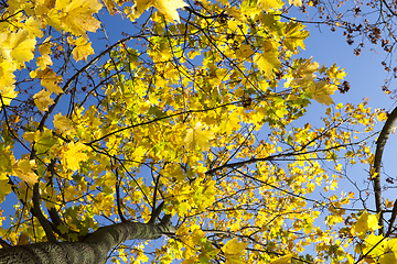 Image showing Maple tree