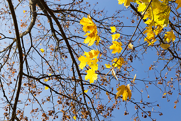 Image showing yellowed maple trees in autumn