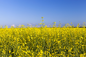 Image showing An agricultural field with a crop