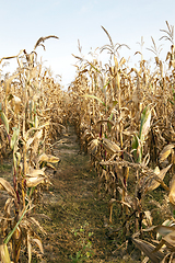 Image showing dry corn