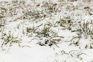 Image showing the snow