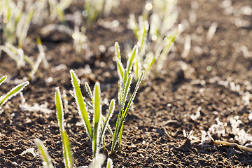 Image showing green wheat in a frost