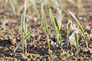 Image showing green wheat in a frost