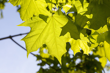 Image showing young maple leaf