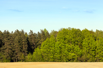 Image showing Green mixed spring forest