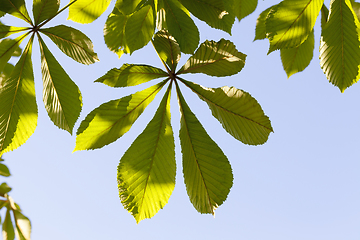 Image showing tree leaves