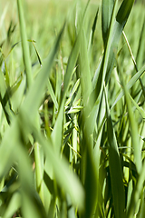 Image showing Field with cereal