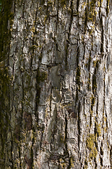 Image showing Old Wood Tree