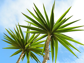 Image showing Palm trees