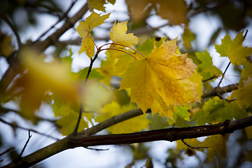 Image showing Autumn Leaf