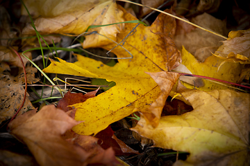 Image showing Autumn Leaf