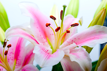 Image showing pink lily flower bouquet