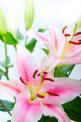 Image showing pink lily flower bouquet