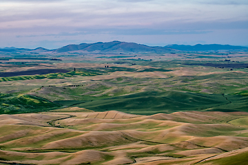 Image showing Green rolling hills of farmland wheat fields seen from the Palou