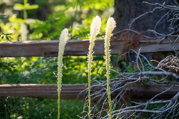 Image showing Bear Grass Blooms in mount spokane park