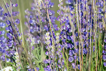 Image showing Lupine blooming at Mount Spokane State Park