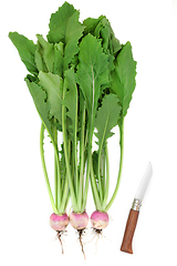 Image showing Turnip Organic Vegetables for a Healthy Gut