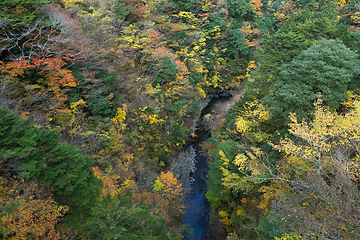 Image showing Autumn forest