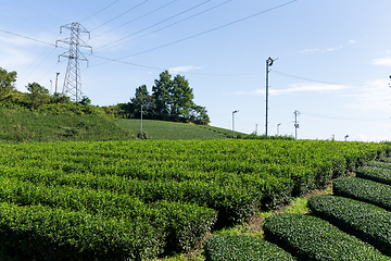 Image showing Green tea tree field