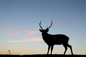 Image showing Silhouette of stag deer