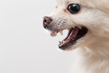 Image showing Side profile of Pomeranian showing teeth