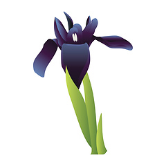 Image showing Vector illustration  of blue iris flower with green leafs on whi