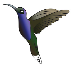 Image showing Green & blue hummingbird vector or color illustration