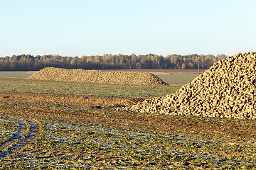 Image showing beet harvest, close-up