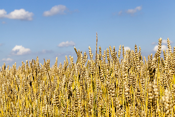 Image showing wheat, close up