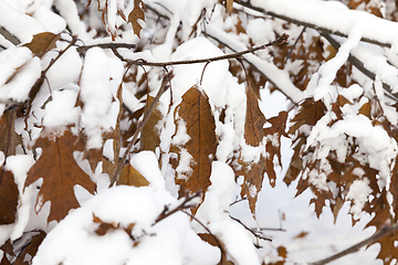 Image showing trees in the snow