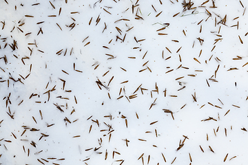 Image showing Snow drifts in winter