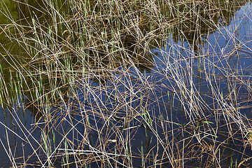 Image showing Dry swamp grass