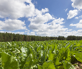 Image showing Green agricultural field