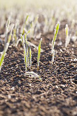 Image showing frost on the wheat