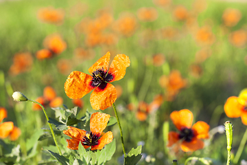 Image showing Red poppies flowers