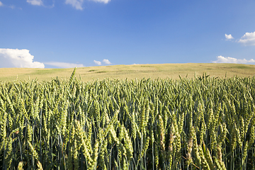 Image showing Field with cereal