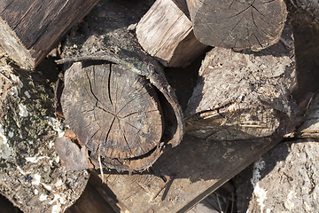 Image showing Old logs, close-up